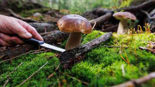 Pilzberater Pilzberater