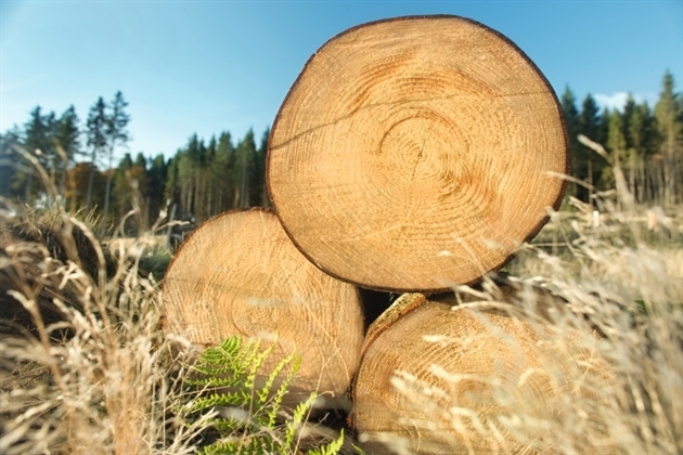 EGGER – Mehr aus Holz | Deutschland Bild 2