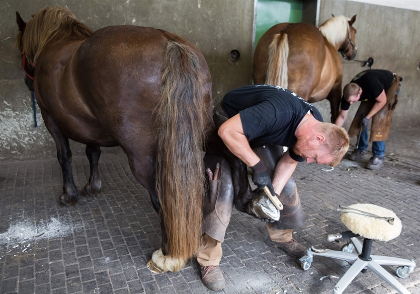 Justus-Liebig-Universität Gießen (JLU): In der Lehrschmiede der Klinik für Pferde Orthopädie (Foto: Rolf K. Wegst)